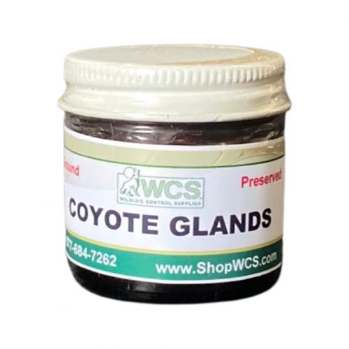 Coyote Glands For Sale
