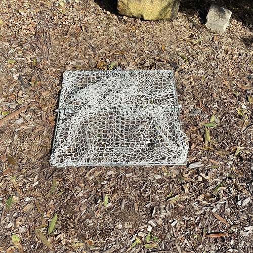Small bird net trap in bush scenary