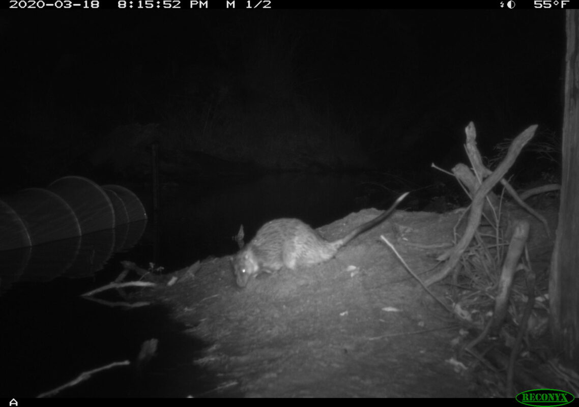 Camera Traps capture a Rakali Rat
