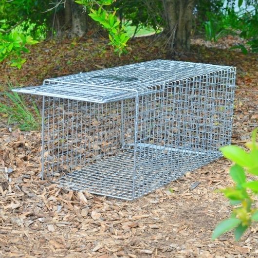 Super Cat / Bush Turkey trap