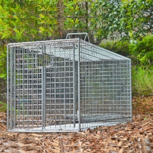 Fox Cage Traps