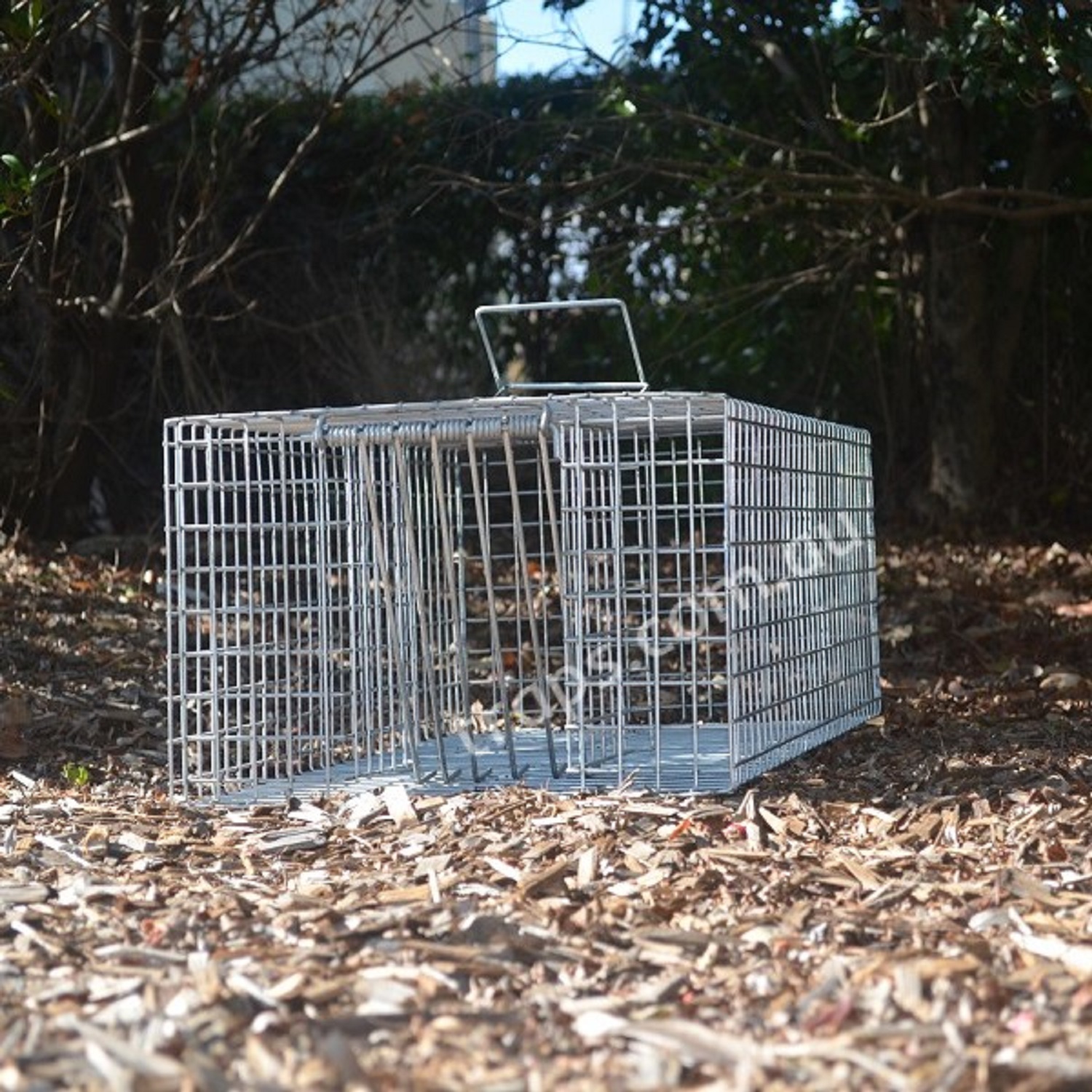 Aust Made Racing Pigeon Bird Trap/cage Pest Control 