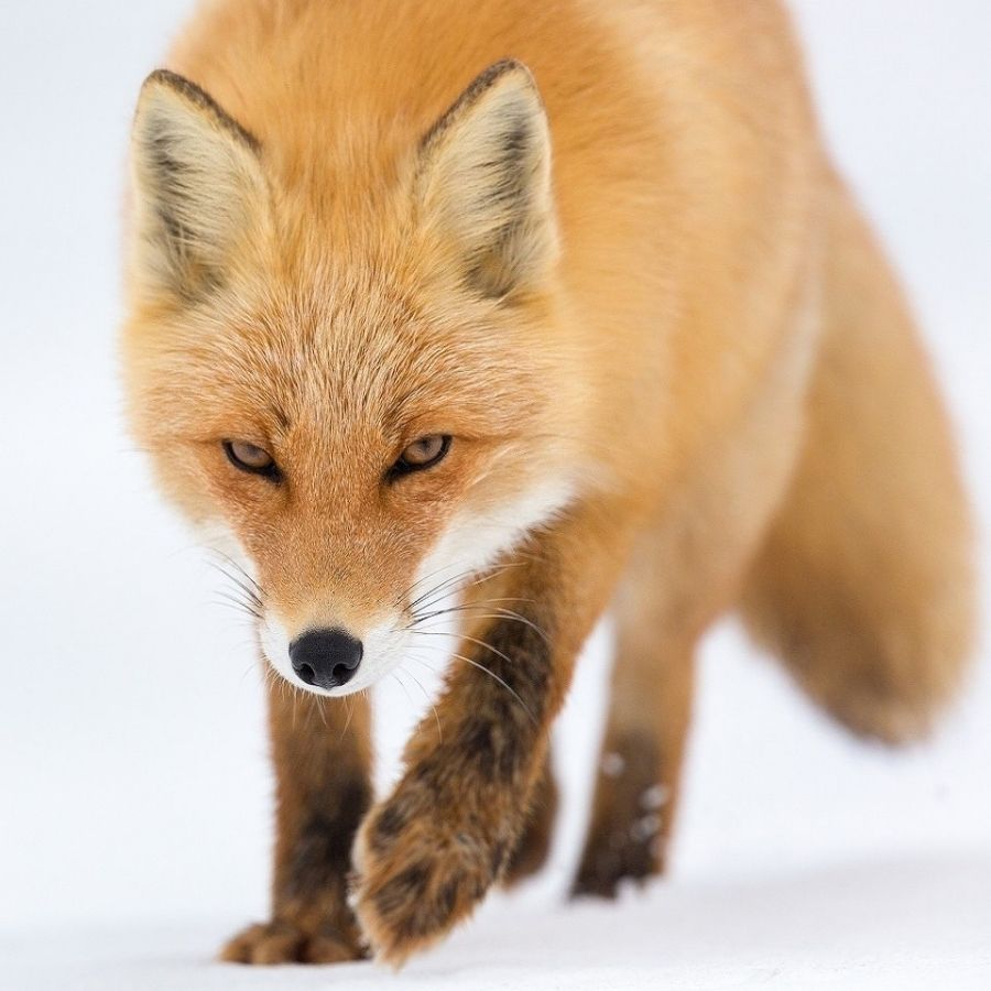 DeadRun Fox Scent Stick - Professional Trapping Supplies
