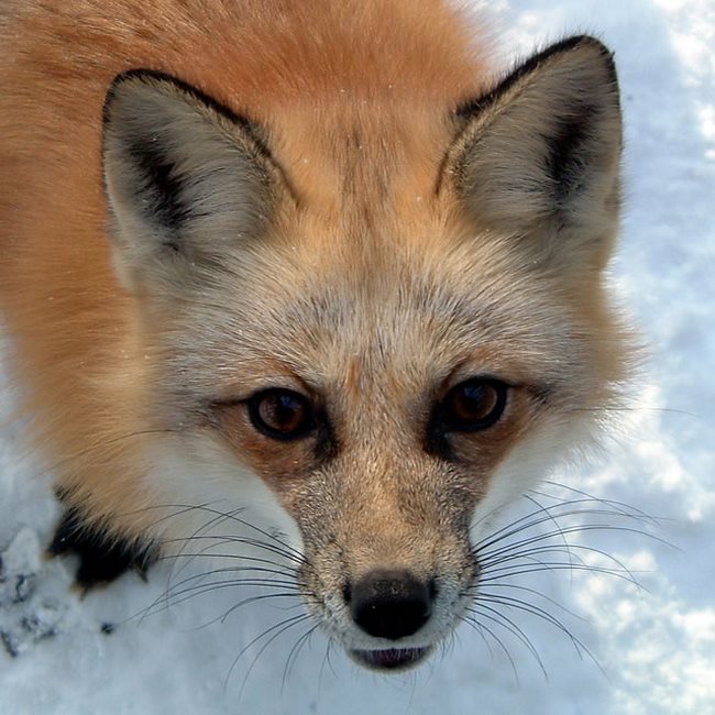 Red Fox Urine lure